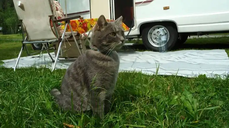 How to Keep Cats from Escaping RV