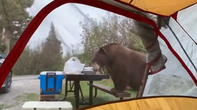 Can I Cook in My RV in Bear Country