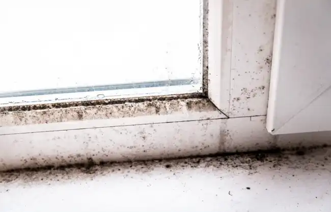 Effective Ways of Preventing Mold Growth