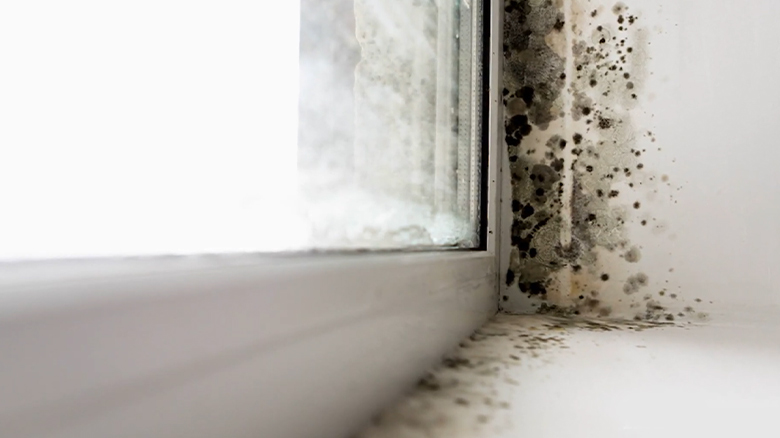 How to Prevent Mold in RV During Storage