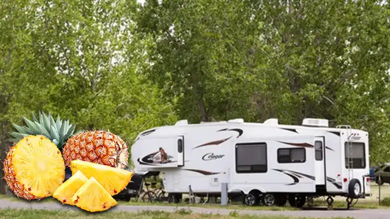 What do Pineapples Mean in RV Community