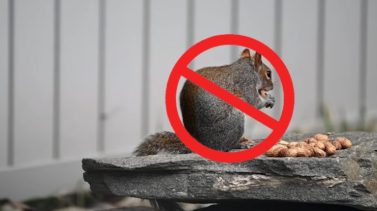 How to Keep Squirrels Out of Camper? My Full Guideline
