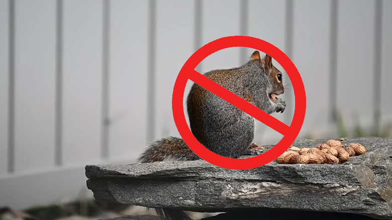 How to Keep Squirrels Out of Camper?